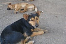 V Mumbaiju psi vsak dan ugriznejo več kot 200 ljudi