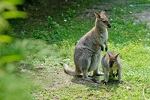 Potepuški psi v sarajevskem živalskem vrtu poklali več kengurujev