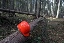 Zavod za gozdove Slovenije išče novega direktorja