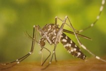 V Srbiji smrtna žrtev virusa Zahodnega Nila, v Grčiji mrzlice denga