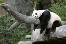 Na svet privekal novi orjaški panda: Svet čaka na prve podobe mladiča