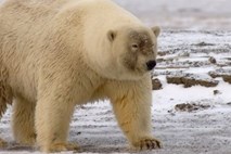 Spoznajte "pizlija": Zaradi taljenja arktičnega ledu ljubezen med grizliji in severnimi medvedi