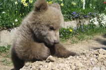 Medvedek Srečko v Romuniji poginil v spopadu z odraslim samcem