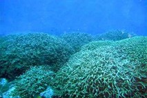Avstralski znanstveniki odkrili korale na največji globini doslej