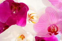Orhideje: preprosto in eksotično