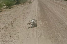 Google zanika, da bi njihova ekipa med snemanjem Street Viewa povozila osla