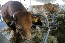 V Bohinjski Bistrici ubili pobesnelega bika