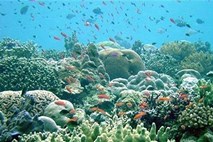 Veliki koralni greben je v nevarnosti, opozarja Unesco