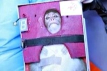 ZDA zaskrbljene zaradi iranske izstrelitve opice v vesolje