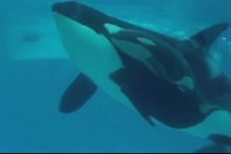 Video: Kasatka je po debeli uri skotila mladička orko