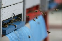 Na Hrvaškem usposabljajo čebele za iskanje zemeljskih min