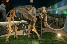 Ruski znanstveniki odkrili ostanke mamuta z ohranjeno krvjo in mišičnim tkivom