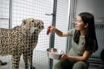 Geparda Sven in Svea obogatila ljubljanski živalski vrt (foto in video)