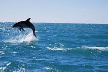 Novi dokazi, da se delfini med seboj kličejo po “imenih”