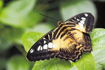 V dvajsetih letih  polovica manj metuljev