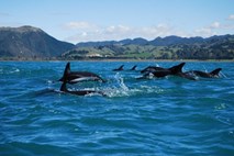 Vedenjska raziskava potrdila: delfini imajo neverjeten spomin