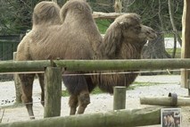 Za prenos nevarnega koronavirusa na človeka lahko odgovorne kamele