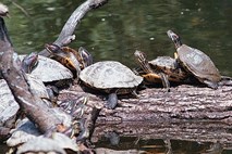 Razdražljiva želva terorizira kopalce bavarskega jezera