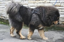 Kitajski živalski vrt psa razkazoval kot afriškega leva
