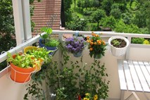 Vrt na balkonu ali terasi