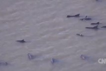 Na floridski obali poginilo 22 kitov, ogromno jih še pogrešajo (video)