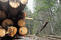 Vlada ustanavlja d. o. o. za odkup lesa 