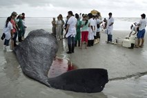 Japonska v Arktičnem oceanu ne bo več lovila kitov