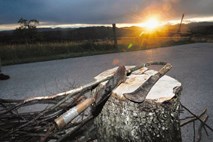 Slovenski gozdovi, d. o. o.: Židanov projekt je klavrno propadel