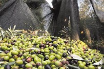 Rast cen oljčnega olja v tujini slovenskih oljkarjev ne gane 