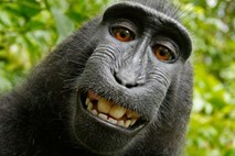 Čigav je zabaven selfie nasmejanega makaka?