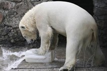 Poginil je še zadnji polarni medved na afriški celini