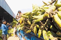 Velikani bananske industrije še naprej igrajo monopoli