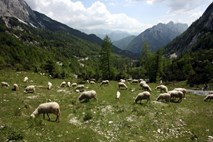Ovce pojedle za okoli 5000 evrov marihuane