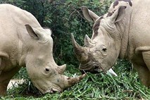 Na svetu le še šest severnih belih nosorogov