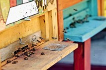 Čebelarjem zasegli zdravila s črnega trga