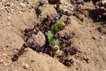 Vrsti mravelj lahko preživita zgolj s krajo semenčec samcev druge vrste