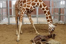 Mala žirafa bo imela 50 tisoč dolarjev vredno ime 