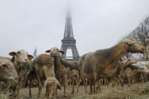 Francoski kmetje v Parizu proti volkovom protestirajo s čredo ovac (foto)