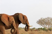 Pobijanje slonov in trgovina s slonovino ušla izpod nadzora; lahko bi vodila v izumrtje
