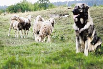 Denar iz proračuna tudi za pastirje in pastirske pse