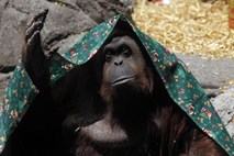 Sodišče orangutana razglasilo za »bitje, ki ni človek«