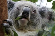 Opečenim koalam šivajo rokavičke