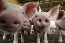Britanska okoljska agencija prašičjo farmo označila za “žalitev za človeške čute” 