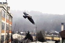 Napadi vran: Hitchcockovi ptiči nad mestom