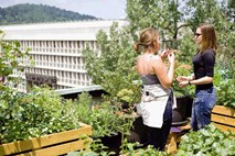 Šolski vrt na terasi ljubljanske gimnazije: prava učilnica na prostem