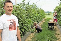 Sezonski delavci: Za solidno plačilo pridejo tudi Slovenci 