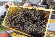 O učinkovitosti čebeljih izdelkov skozi znanstvene študije 
