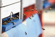 Inšpektorji v Čebelarstvu Debevec na Vrhniki odkrili nelegalno proizvodnjo zdravil za čebele