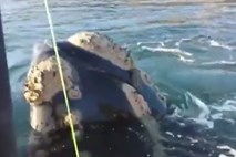 Video dneva: kit ribiče »prosil«, naj mu iz ust odstranijo plastično vrečko