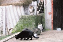Prepoved hranjenja živali na javnih površinah: Temačna prihodnost mačjih kolonij